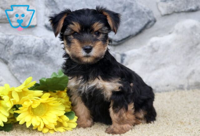 Carrie Yorkie image