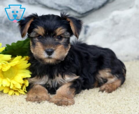Carrie Yorkie2