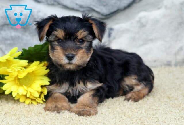 Carrie Yorkie2 image