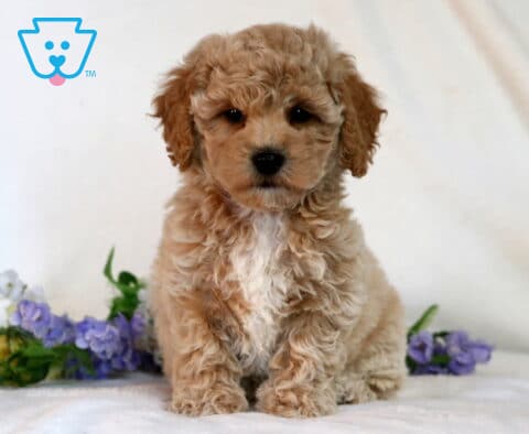 Carter Bichpoo