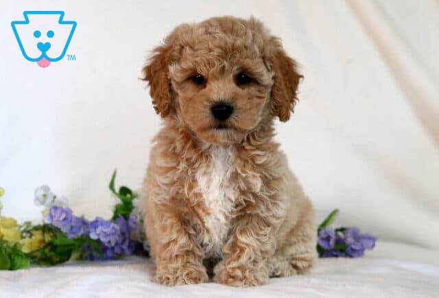 Carter Bichpoo image
