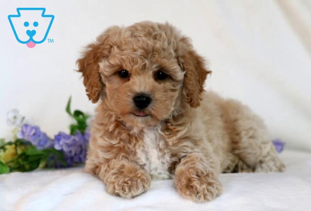 Carter Bichpoo2 image