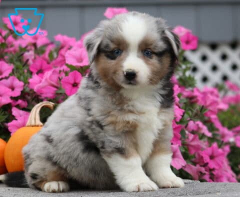 Carter Mini Aust Shepherd