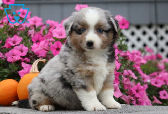 Carter Mini Aust Shepherd image
