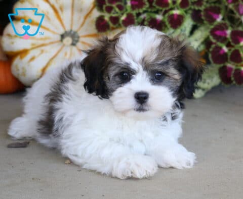 Fluffy white and sable Shichon puppy lying with its front paws forward beside decorative pumpkins and colorful fall foliage.