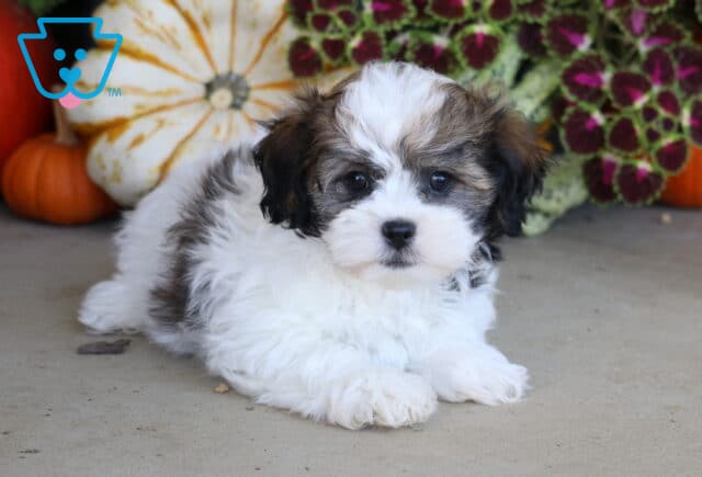 Fluffy white and sable Shichon puppy lying with its front paws forward beside decorative pumpkins and colorful fall foliage. image