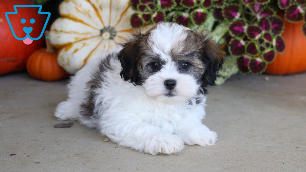 Carter (Shichon, Male) in Mount Joy, PA