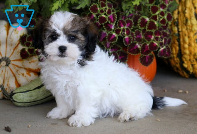 White and sable Shichon puppy sitting beside decorative gourds and richly colored fall foliage in a cozy autumn setting. image