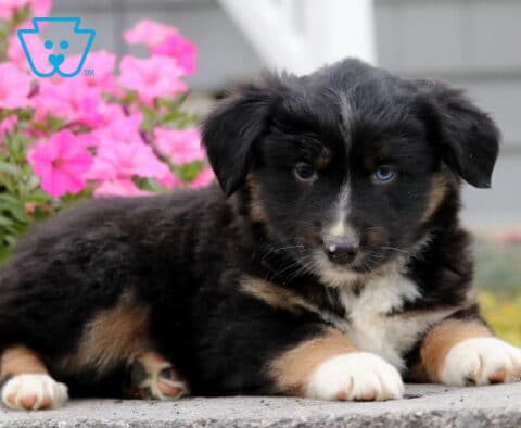 Cassidy Mini Aust Shepherd