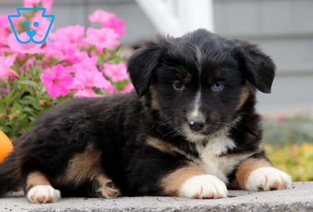 Cassidy Mini Aust Shepherd image