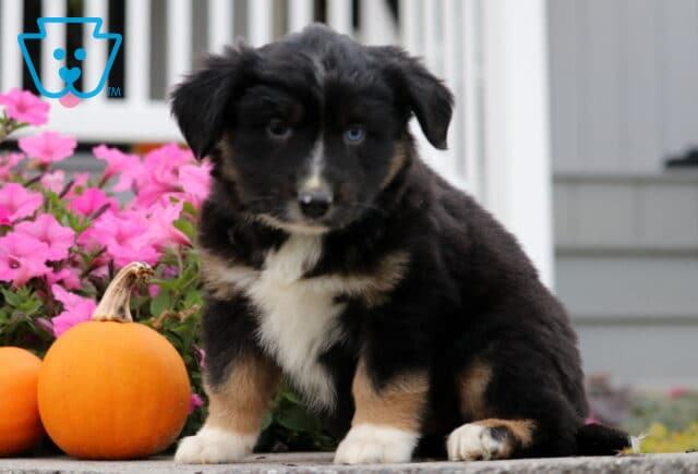 Cassidy Mini Aust Shepherd2 image