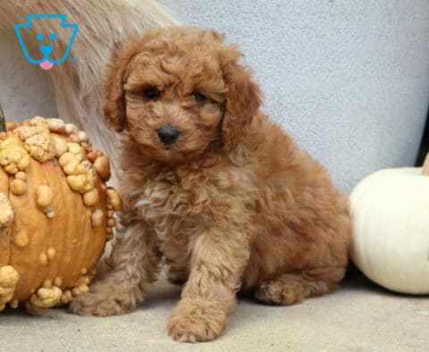 Cassie Poodle Mix