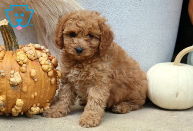 Cassie Poodle Mix image