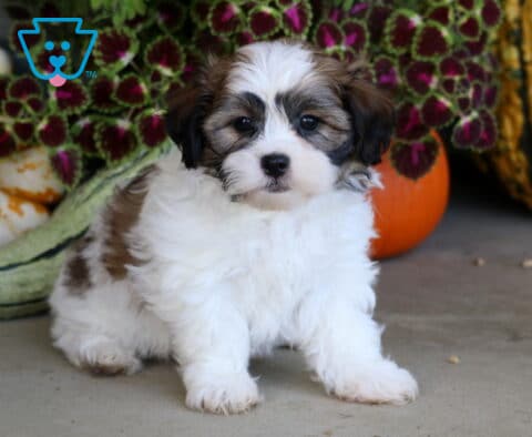 White and sable Shichon puppy sitting upright beside striped gourds and richly colored autumn foliage.