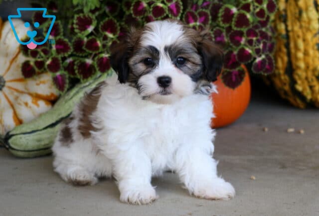White and sable Shichon puppy sitting upright beside striped gourds and richly colored autumn foliage. image