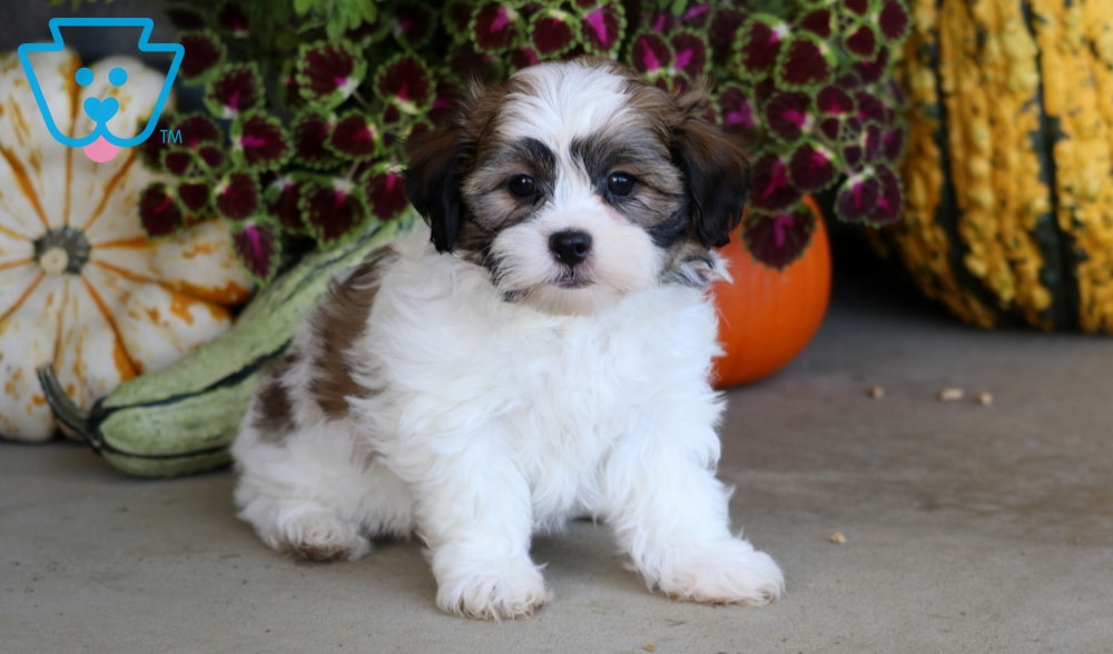 Cassie (Shichon, Female) in Mount Joy, PA