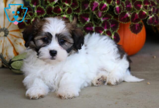 White and sable Shichon puppy resting on a stone surface beside striped gourds, orange pumpkins, and colorful autumn foliage. image
