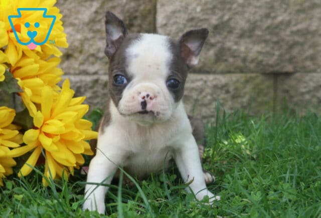 Tiny black and white Boston Terrier puppy with upright ears sitting beside vivid yellow flowers on a patch of green grass. image