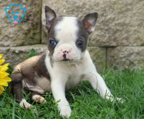 Blue and white Boston Terrier puppy with perky ears sitting in soft green grass beside cheerful yellow flowers and a stone wall.