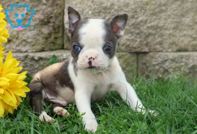 Blue and white Boston Terrier puppy with perky ears sitting in soft green grass beside cheerful yellow flowers and a stone wall. image