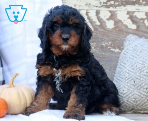 Charger Mini Bernedoodle