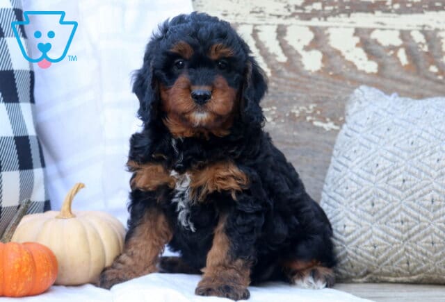Charger Mini Bernedoodle image