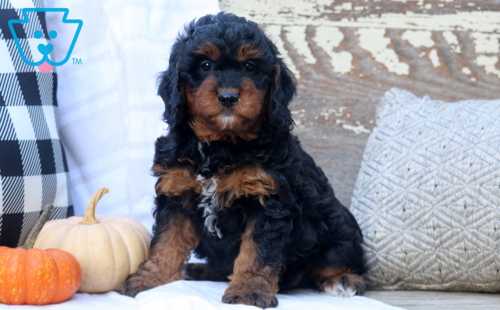 Charger (Doodle / designer cross, Male) in Ronks, PA