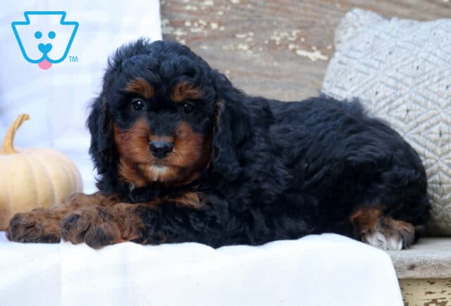 Charger Mini Bernedoodle2 image
