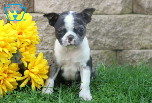 Black and white Boston Terrier puppy sitting beside a cluster of bright yellow flowers with green grass and a stone wall behind it. image