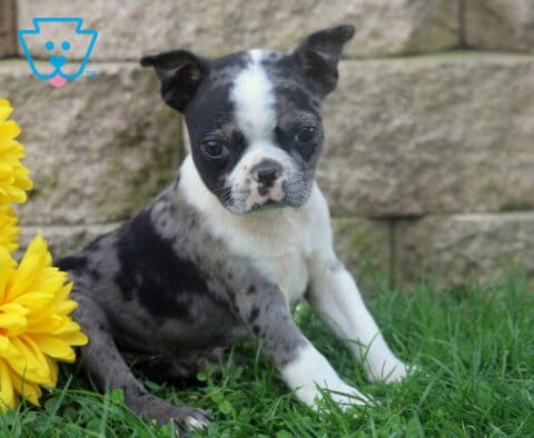 Blue merle and white Boston Terrier puppy sitting in the grass beside golden yellow flowers with a textured stone wall behind it.