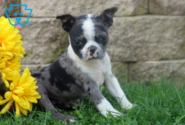 Blue merle and white Boston Terrier puppy sitting in the grass beside golden yellow flowers with a textured stone wall behind it. image