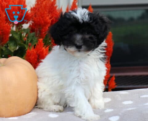 Fluffy black and white Havapoo puppy with a distinctive white tuft on its head sitting upright beside a peach pumpkin and vibrant red autumn flowers.