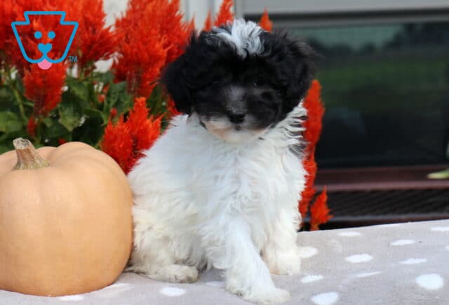 Fluffy black and white Havapoo puppy with a distinctive white tuft on its head sitting upright beside a peach pumpkin and vibrant red autumn flowers. image