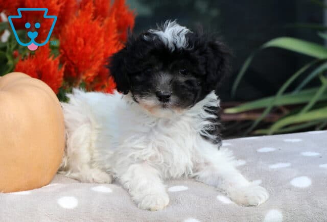 Black and white Havapoo puppy with a wispy white tuft on its forehead lounging on a gray polka-dot blanket beside a peach pumpkin and bright red flowers. image