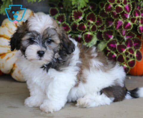 Fluffy white and sable Shichon puppy sitting beside striped gourds, orange pumpkins, and colorful fall foliage.