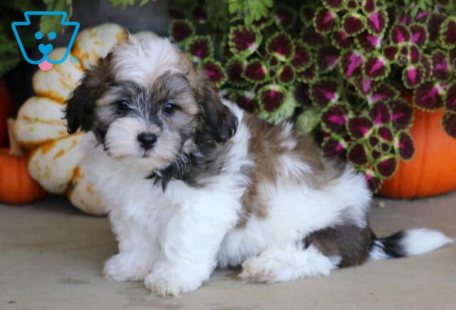 Fluffy white and sable Shichon puppy sitting beside striped gourds, orange pumpkins, and colorful fall foliage. image