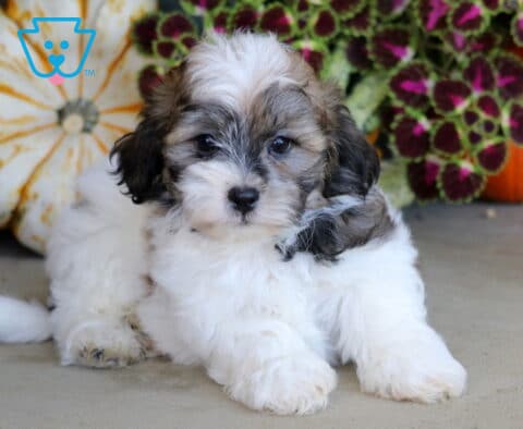 White and sable Shichon puppy resting with its front paws stretched forward among decorative pumpkins and colorful fall foliage.