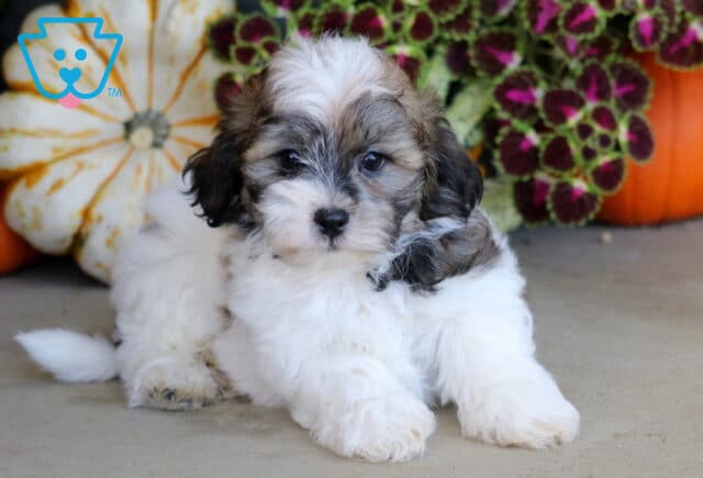 White and sable Shichon puppy resting with its front paws stretched forward among decorative pumpkins and colorful fall foliage. image
