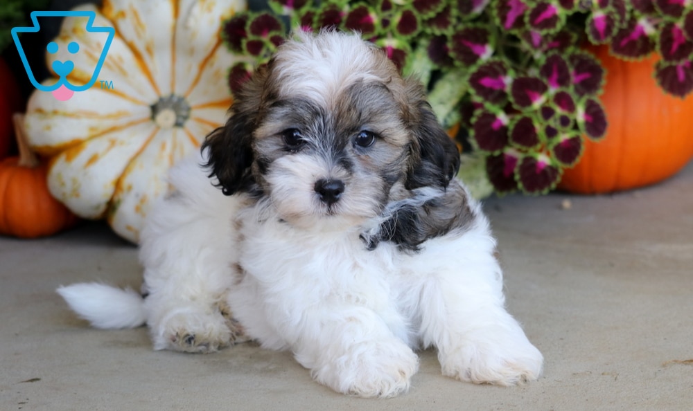 Charlie (Shichon, Male) in Mount Joy, PA