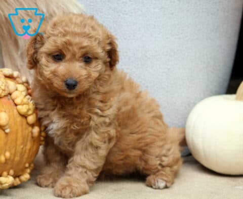 Charm Poodle Mix