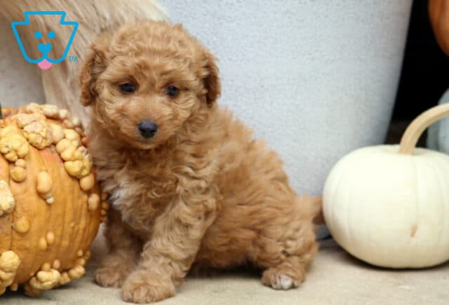 Charm Poodle Mix image