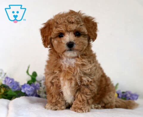 Chase Bichpoo