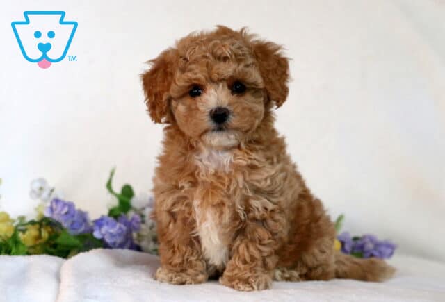 Chase Bichpoo image