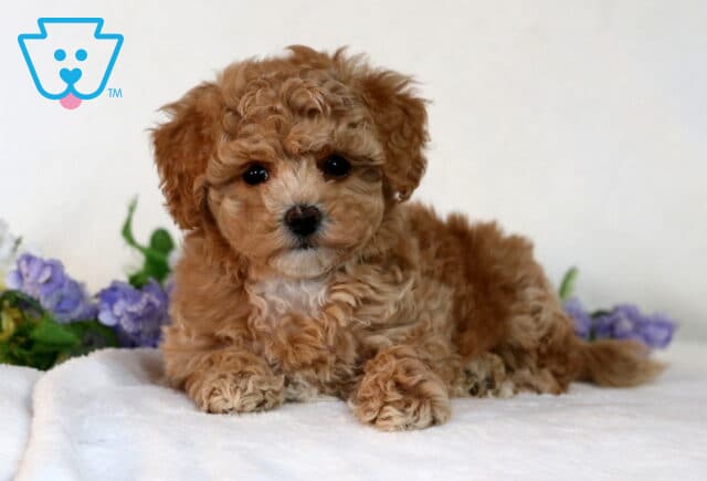 Chase Bichpoo2 image