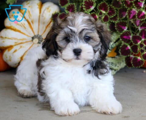 Fluffy white and sable Shichon puppy lying with its front paws forward among decorative pumpkins and colorful fall foliage.