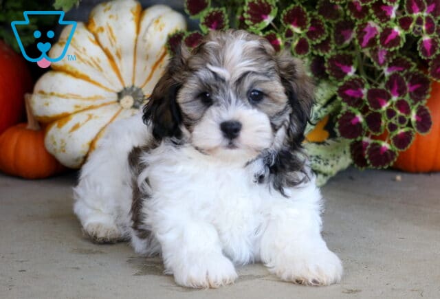Fluffy white and sable Shichon puppy lying with its front paws forward among decorative pumpkins and colorful fall foliage. image
