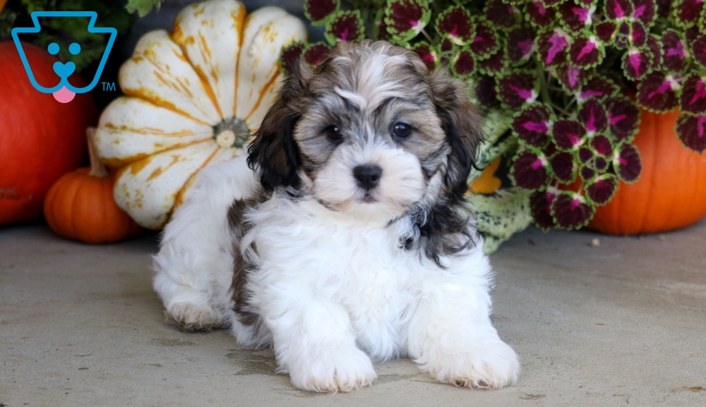 Chase (Shichon, Male) in Mount Joy, PA