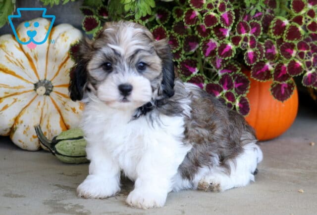 White and sable Shichon puppy sitting beside striped gourds and colorful fall foliage in a festive autumn setting. image