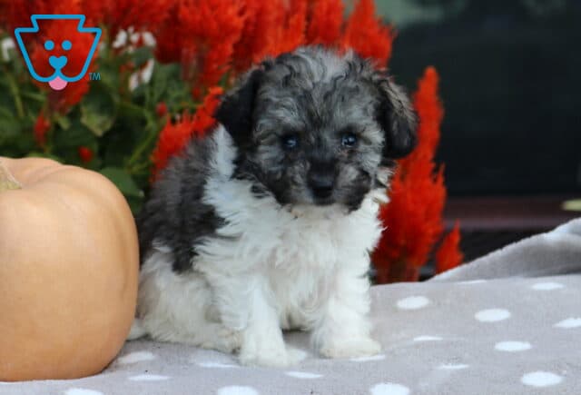 Fluffy black, gray, and white Havapoo puppy sitting on a soft polka-dot blanket beside a cream-colored pumpkin and vibrant red fall flowers. image