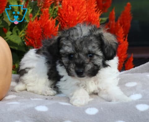 Adorable black, gray, and white Havapoo puppy lying with its front paws stretched forward on a polka-dot blanket beside a pale pumpkin and bright red flowers.